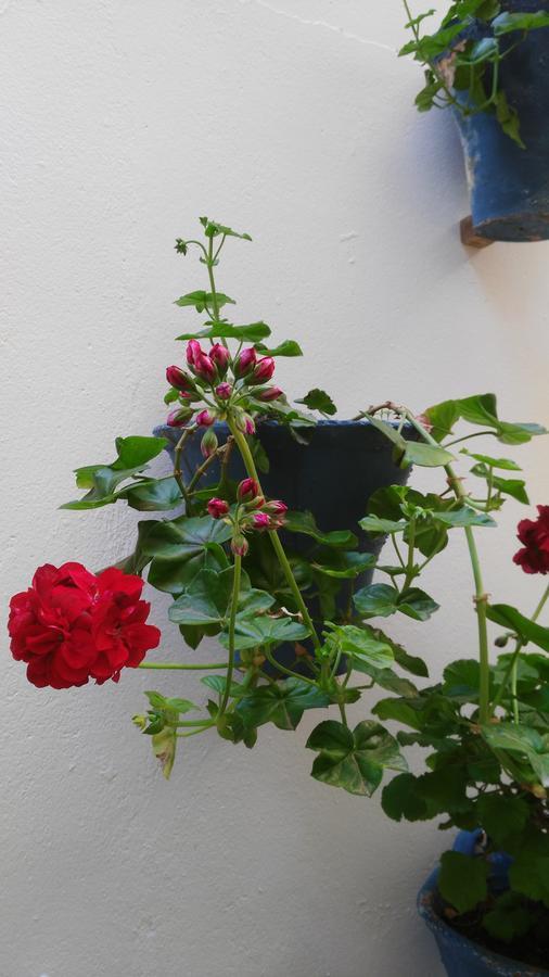 Hostal Azahar Córdoba Kültér fotó