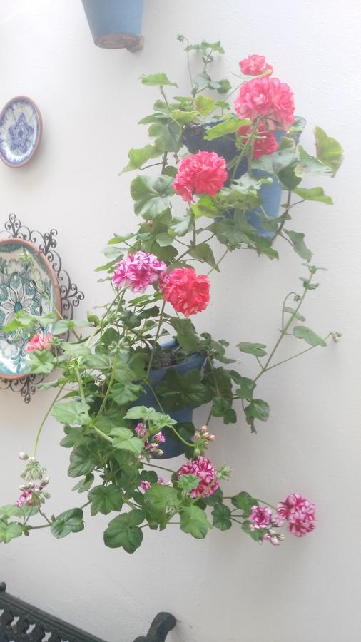 Hostal Azahar Córdoba Kültér fotó